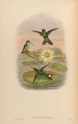 Urosticte ruficrissa